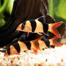 Clown Loaches2.jpg