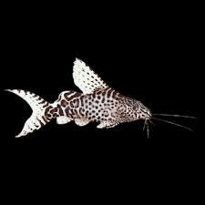 Featherfin Synodontis2.jpg