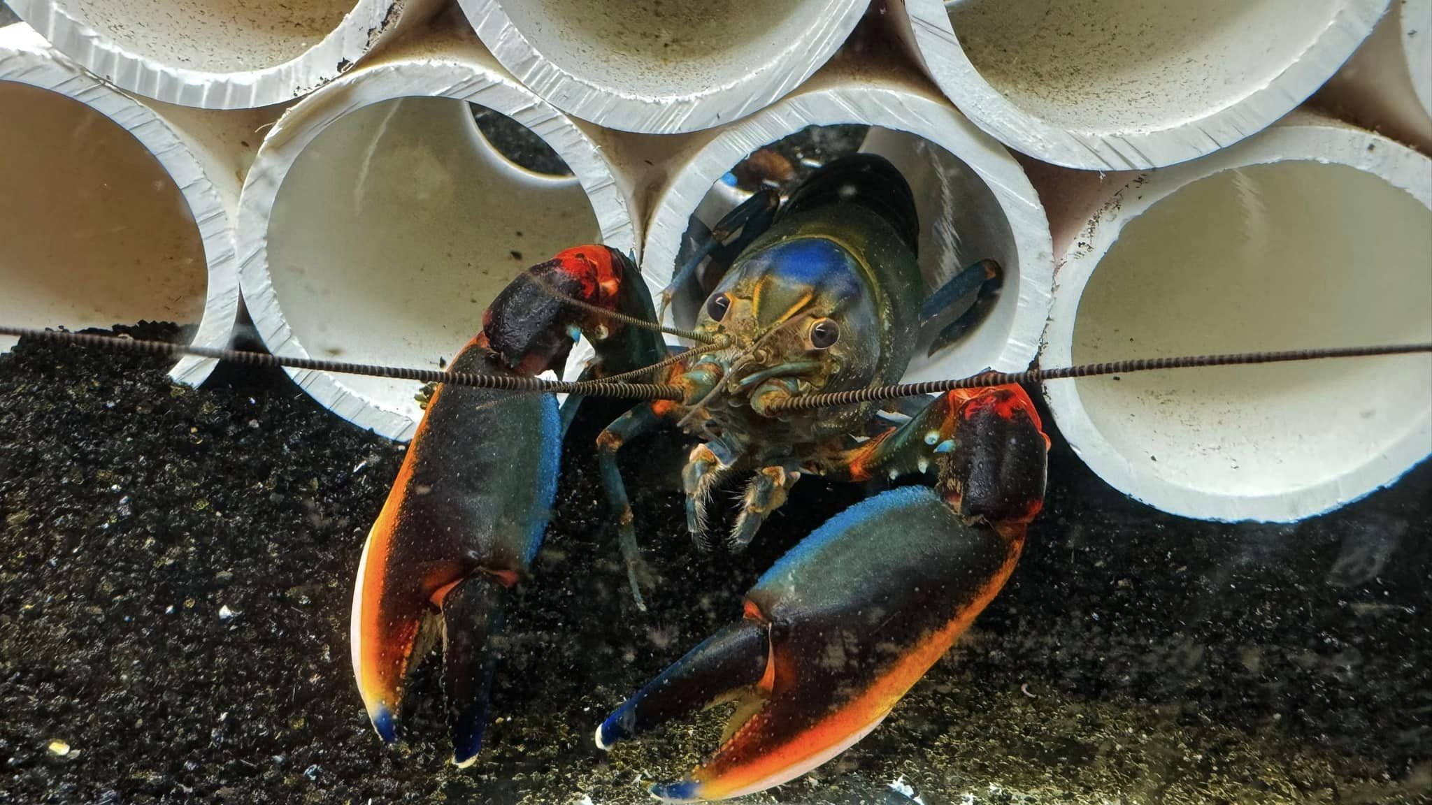 Cherax Crayfish3.jpg