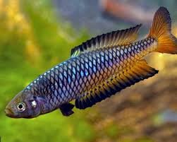 Ornate Rainbow Fish2.jpg