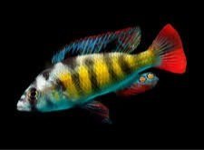 Haplochromis+Obliquidens2.jpg
