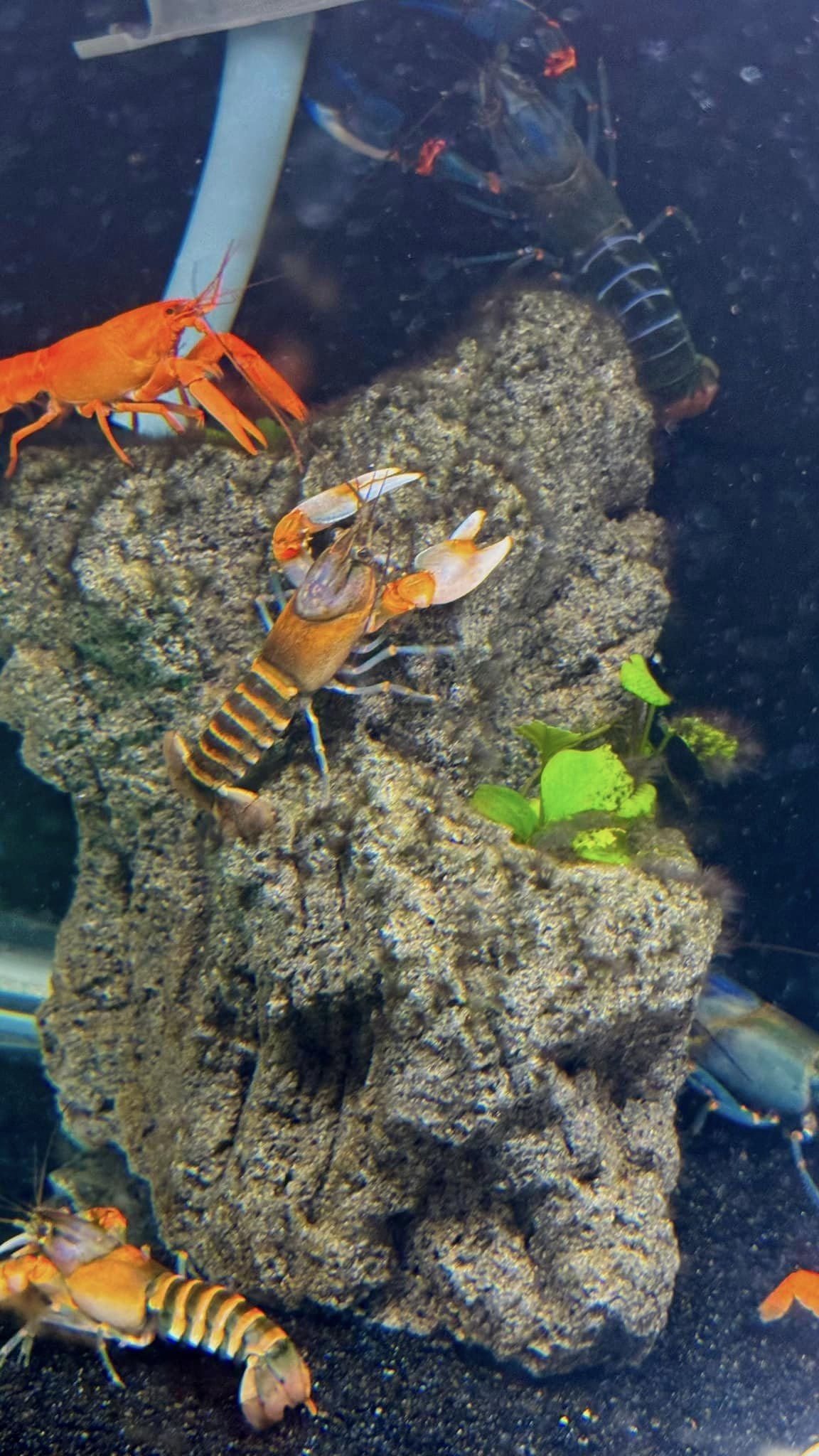 Cherax Crayfish2.jpg