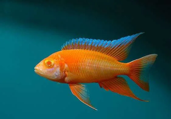 Albino Eureka2.jpg