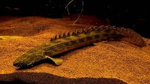Ansorgi Bichir.jpg