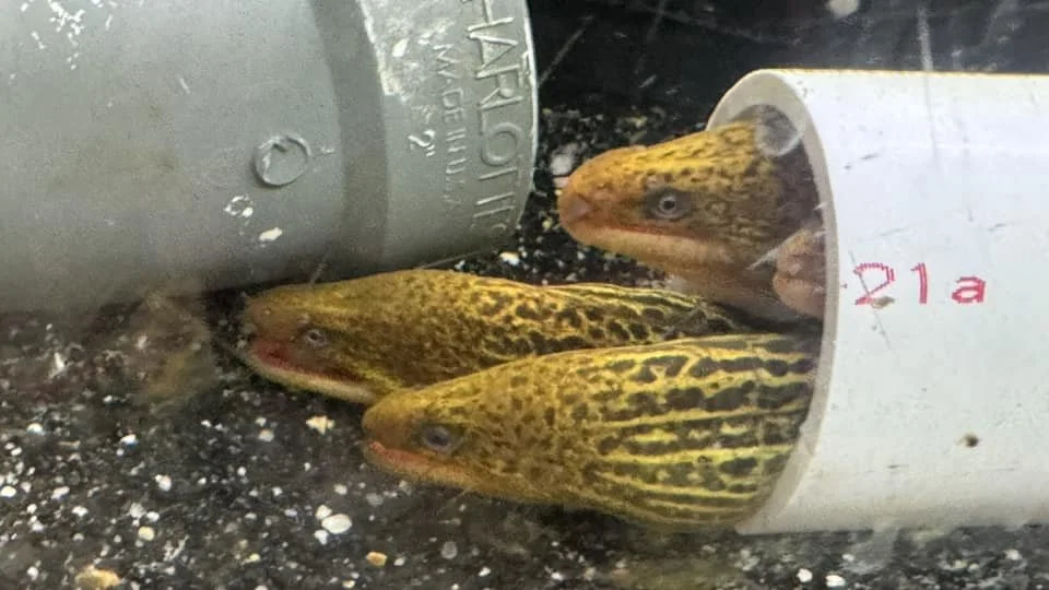 Tiger Moray Eel.jpg