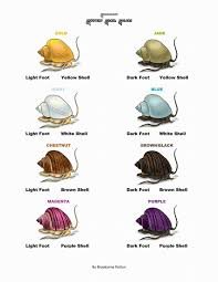 Mystery Snail.jpg