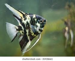 Green marble angelfish2.jpg