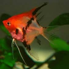 Red Devil Angelfish2.jpg