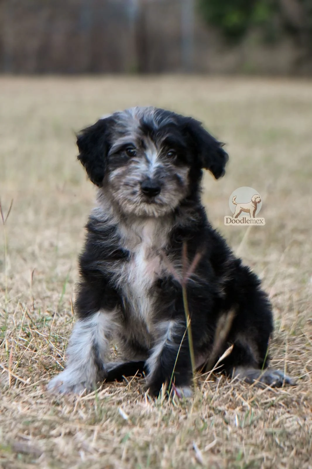 Cachorro Aussiedoodle Negro Mirlo