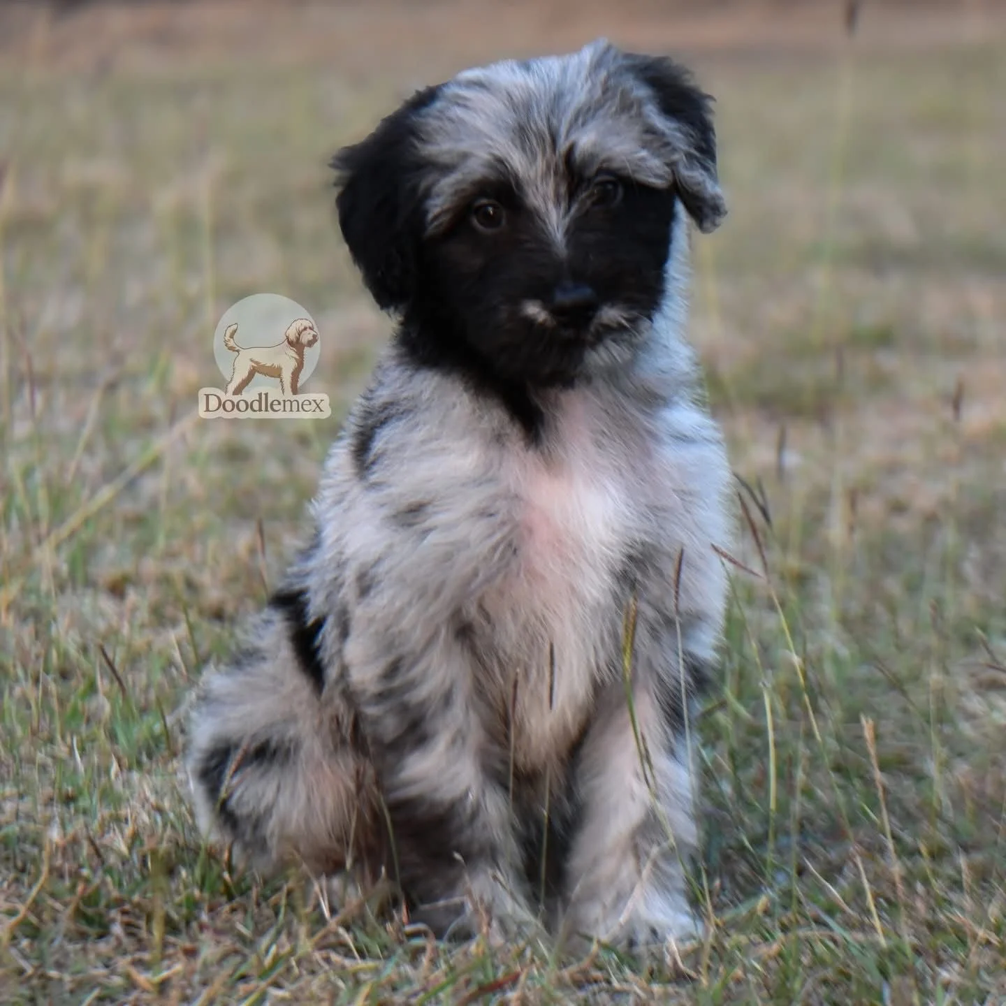 Cachorra Aussiedoodle Negro Mirlo