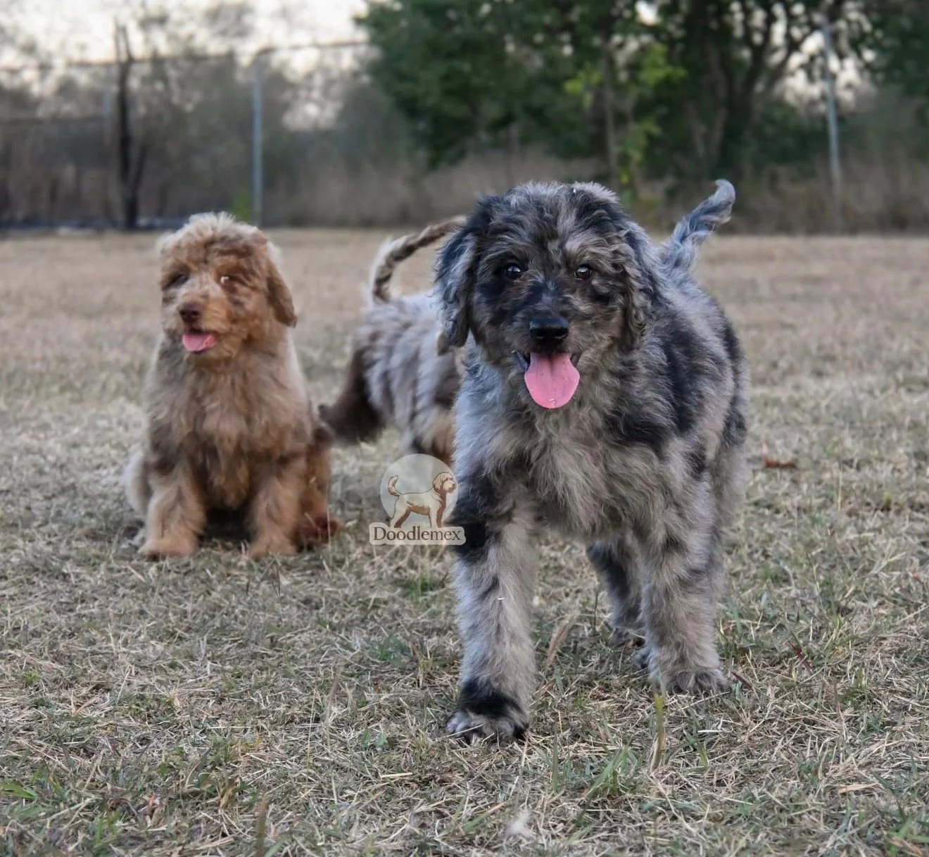 Cachorro Goldendoodle Estandar