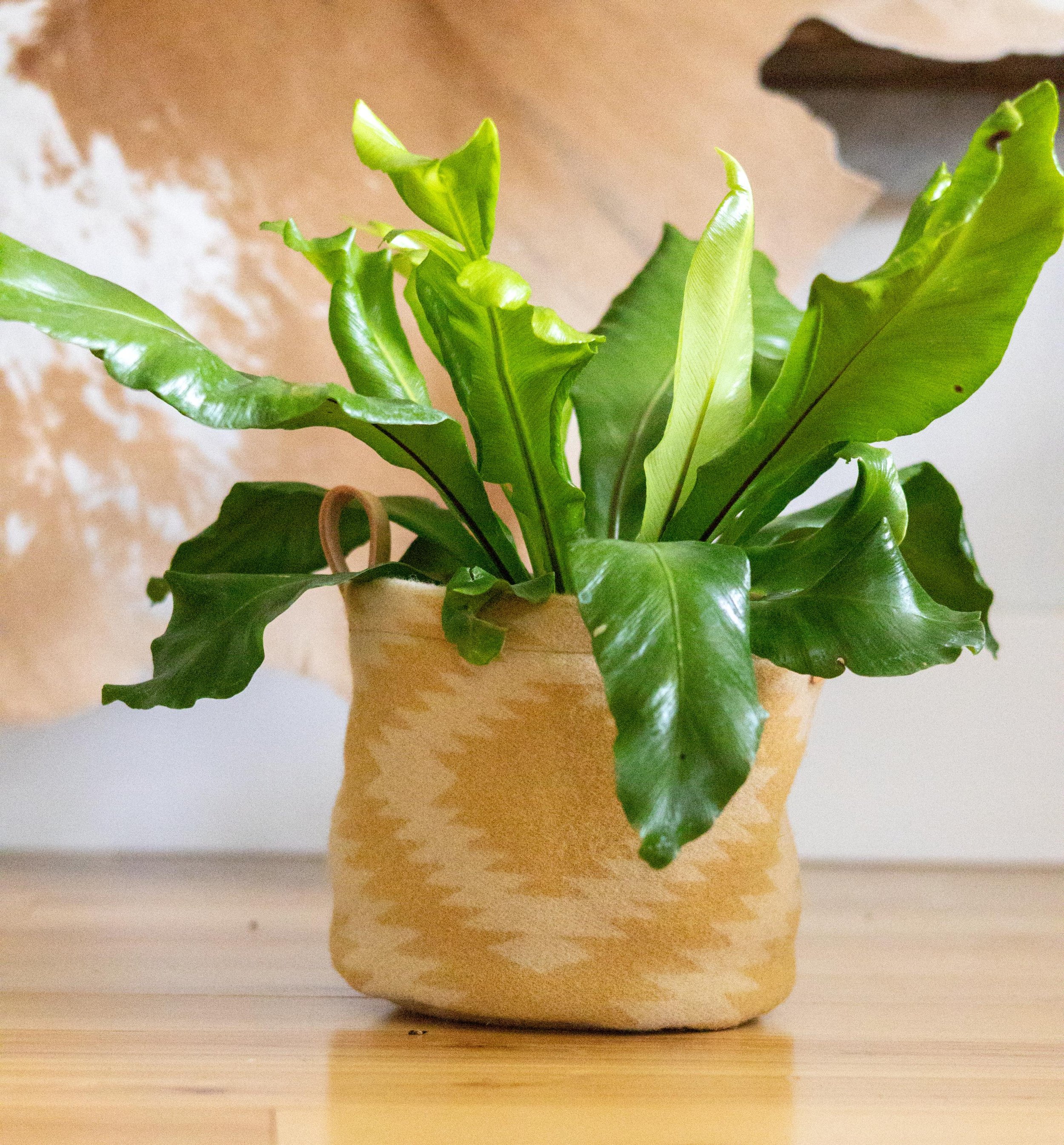 https://i.etsystatic.com/7192141/r/il/5258c1/6238635620/il_fullxfull.6238635620_f119.jpg
