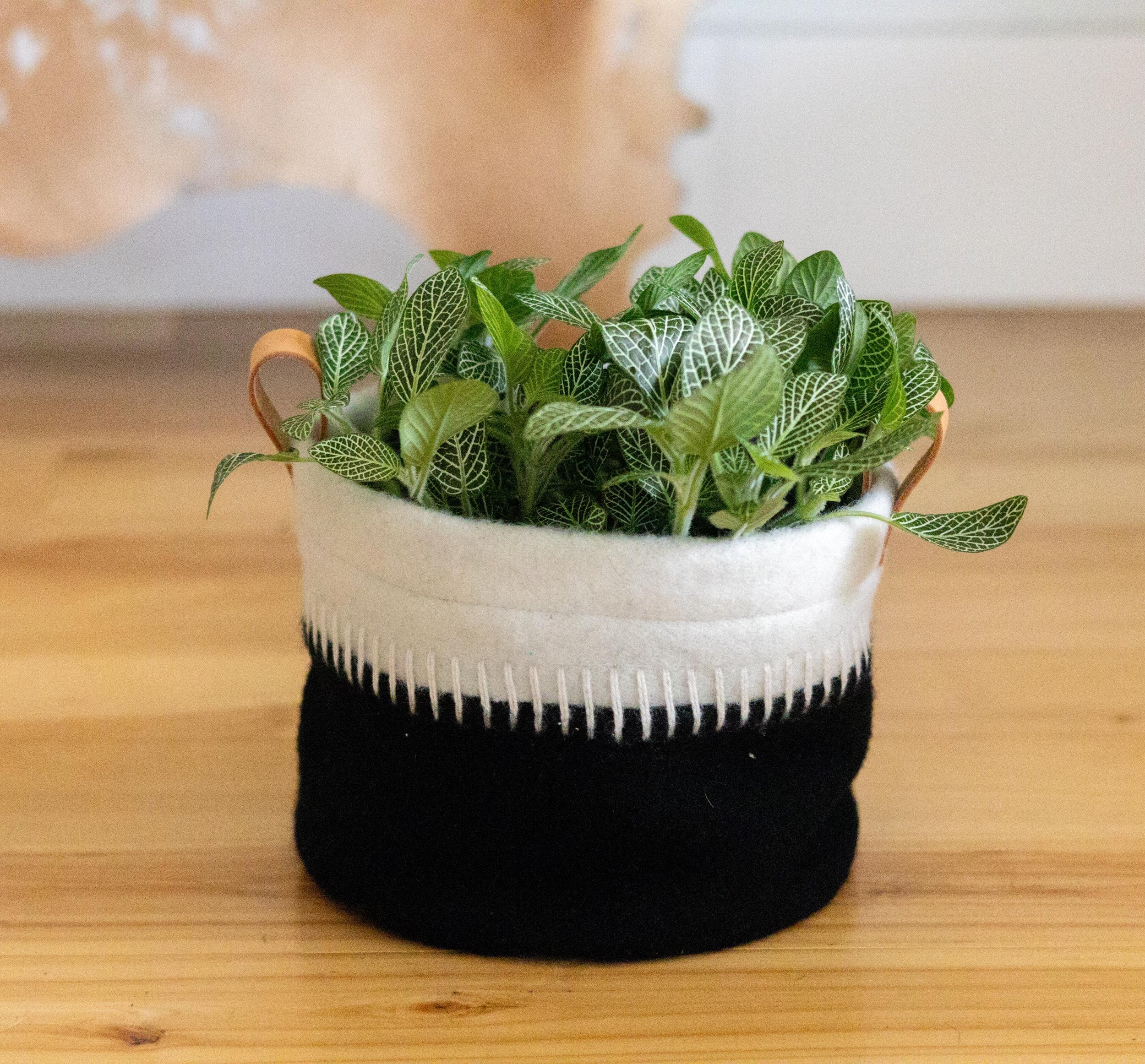 https://i.etsystatic.com/7192141/r/il/391203/6238639406/il_fullxfull.6238639406_b3ex.jpg