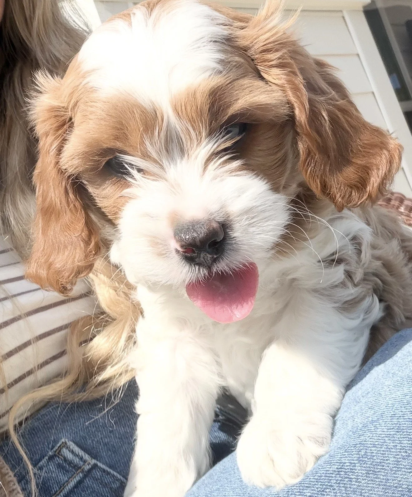 Marshmellow - Female - $4,000 - SOLD