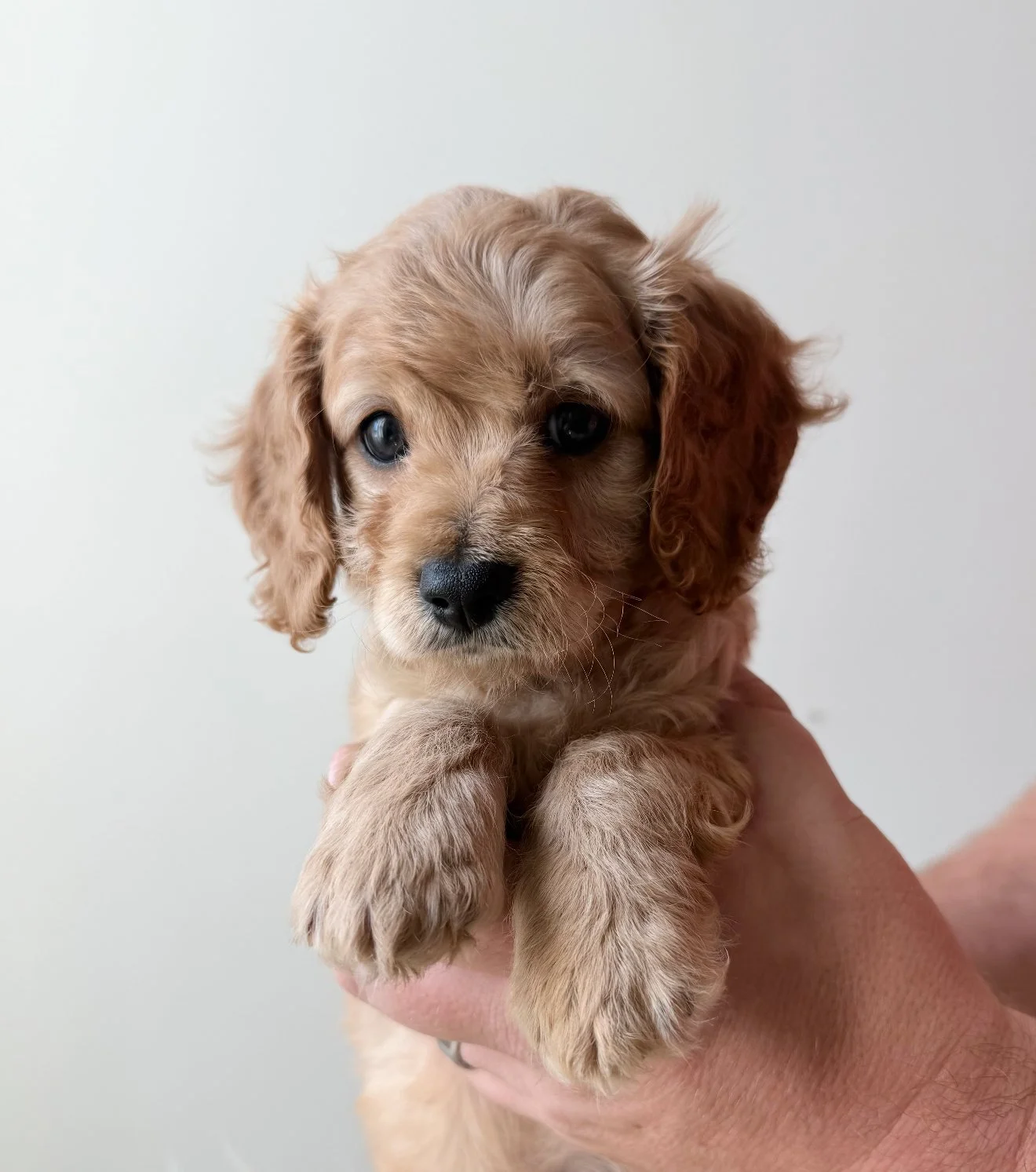 Oz - Boy - $3,500 - SOLD