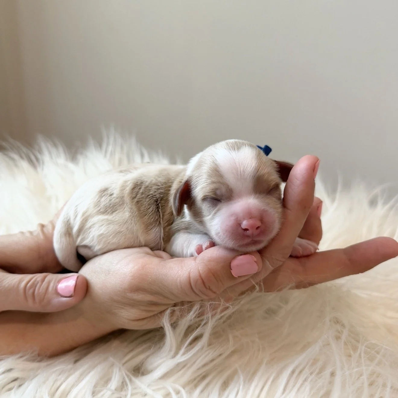 Cadbury - Male - $4,000 - Available