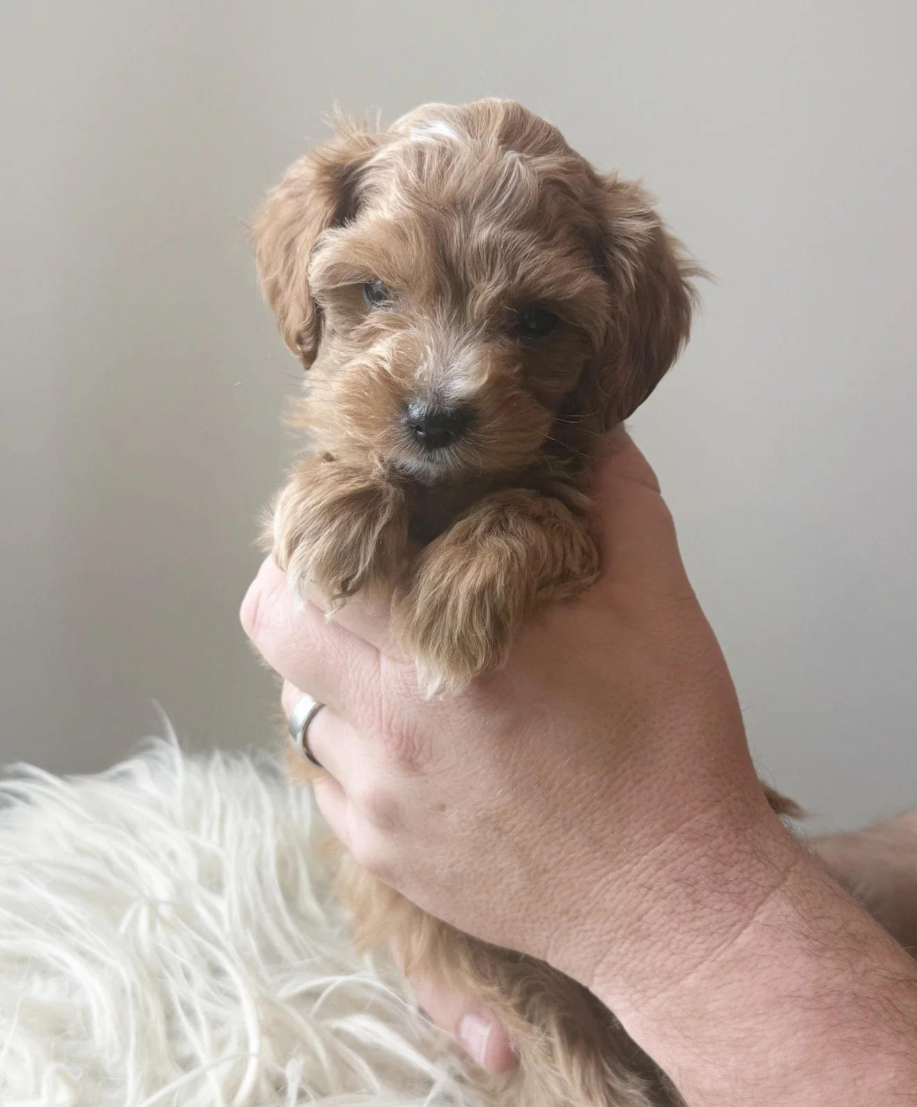 Mistletoe - Male - $3,500 - SOLD