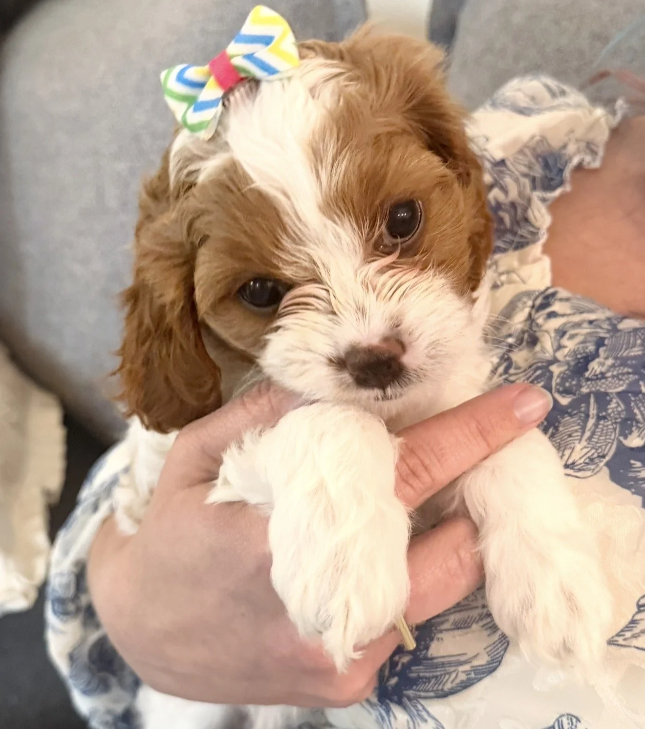 Jellybean - Female - $4,000 - SOLD