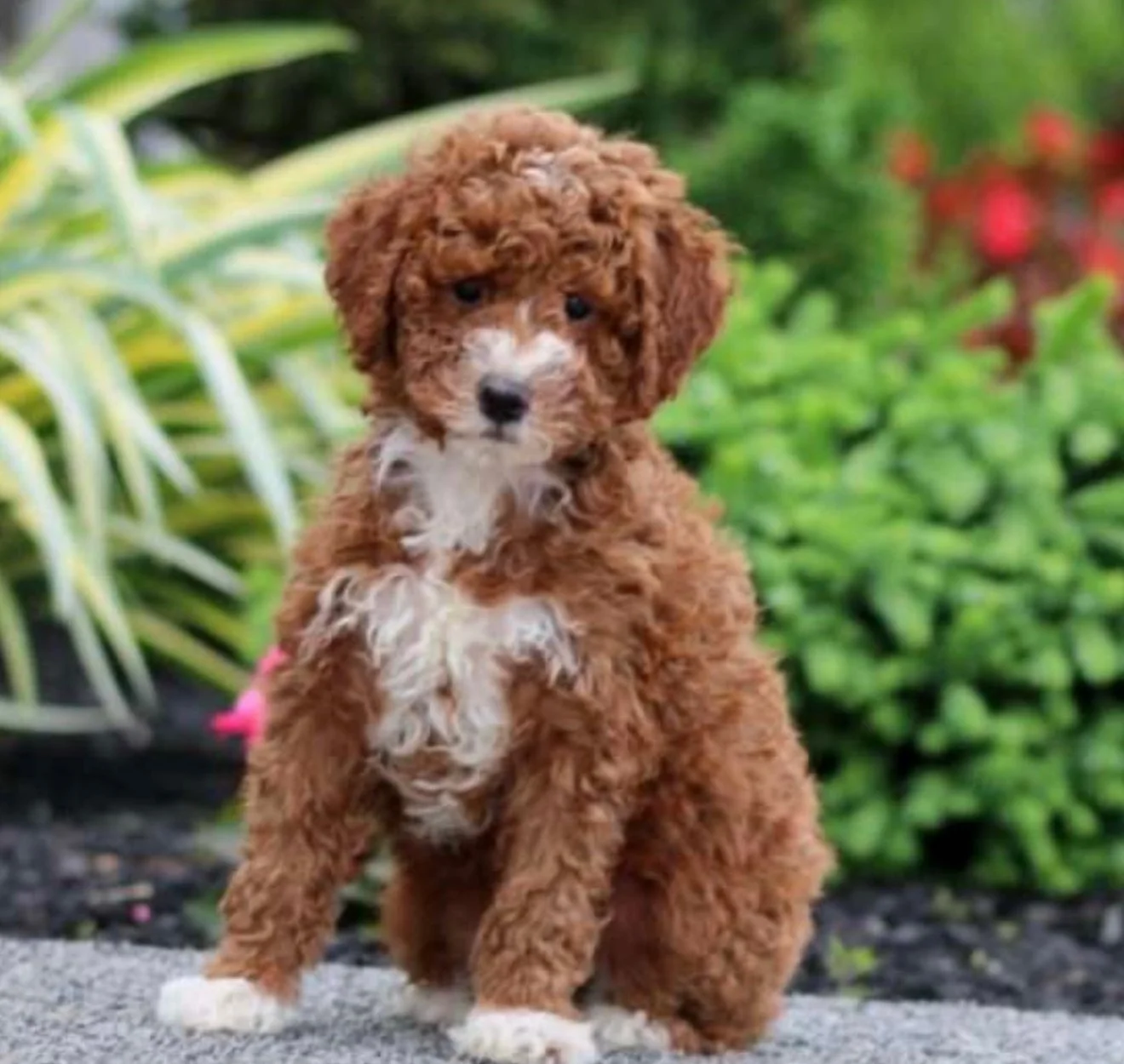 Meet Toffee, our beautiful Miniature Poodle and a key part of the Reedy River Doodles breeding program. With her intelligent eyes and graceful build, Toffee embodies the elegance, athleticism, and sharp intelligence the Poodle breed is known for.

To
