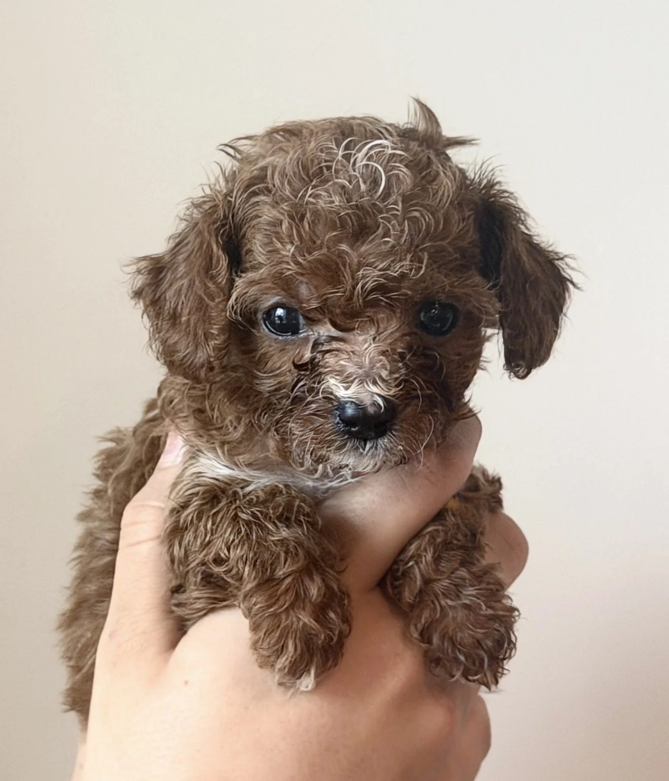 Mulberry - Girl - $3,900- Available