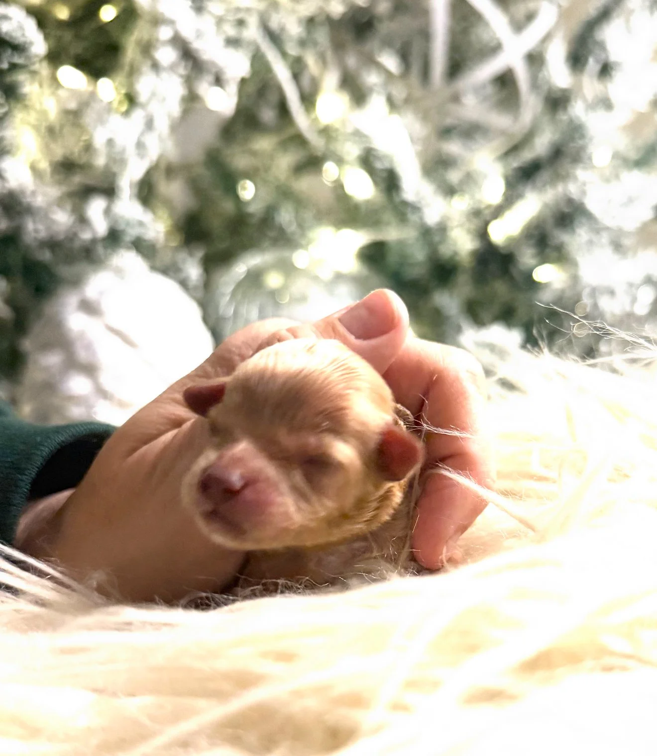 Clara - Female - $3,500 - SOLD 