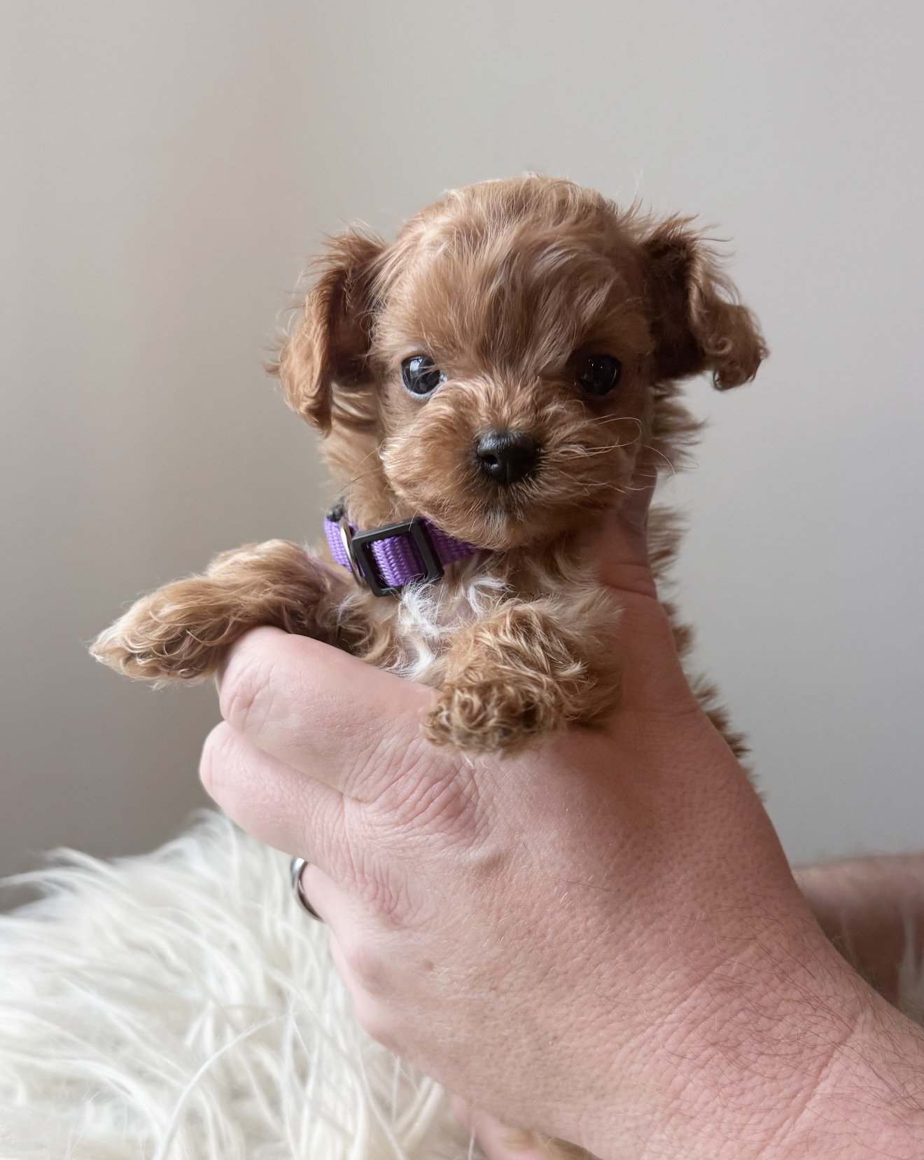 Clara - Female - $3,500 - SOLD