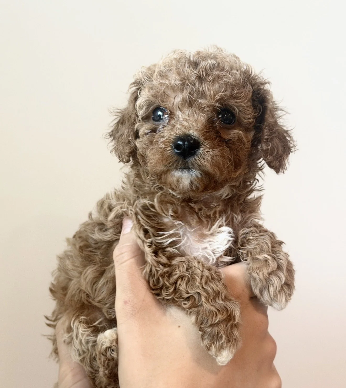 Strawberry - Girl - $3,900- Available