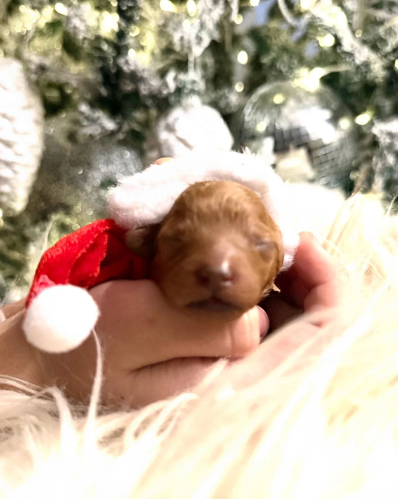 Sugar Plum - Female - $3,500 - Available