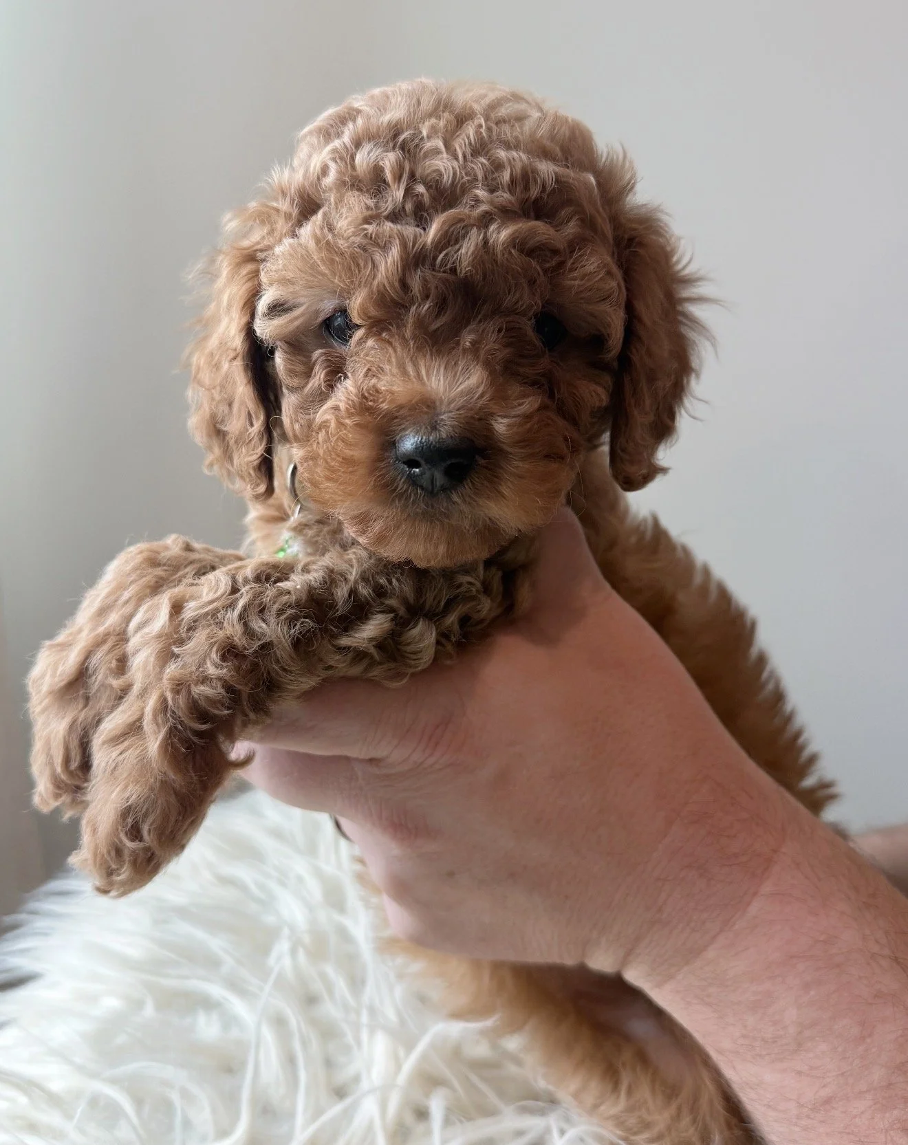 Noel - Female - $3,500 - SOLD