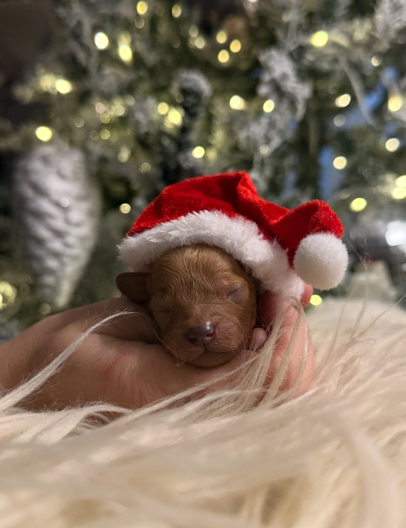 Cavalier- Male - $3,500 - SOLD