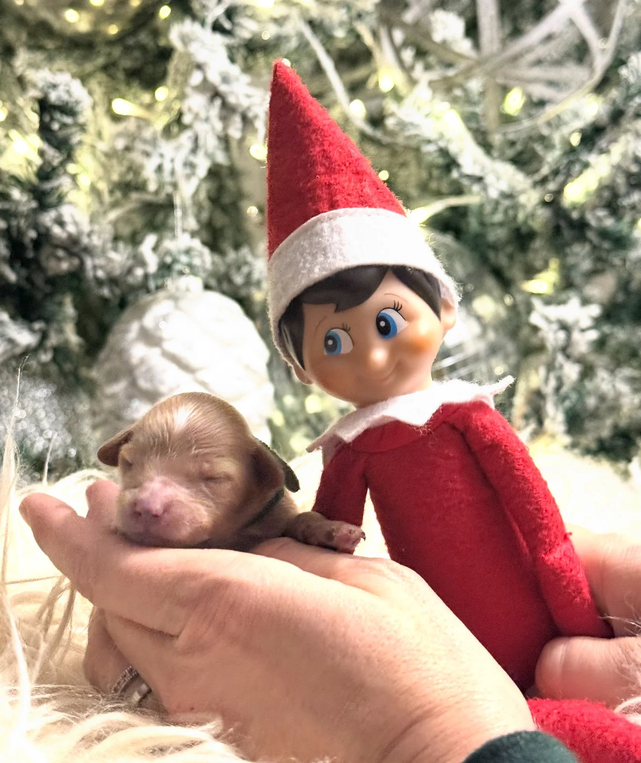 Mistletoe - Male - $3,500 - SOLD