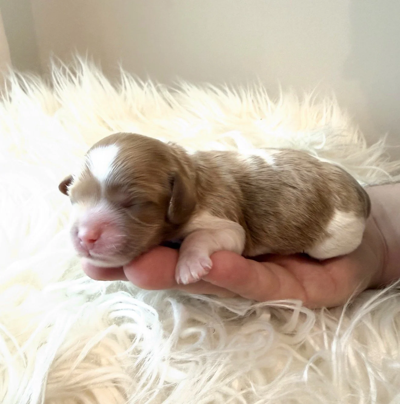 Jellybean - Female - $4,000 - SOLD