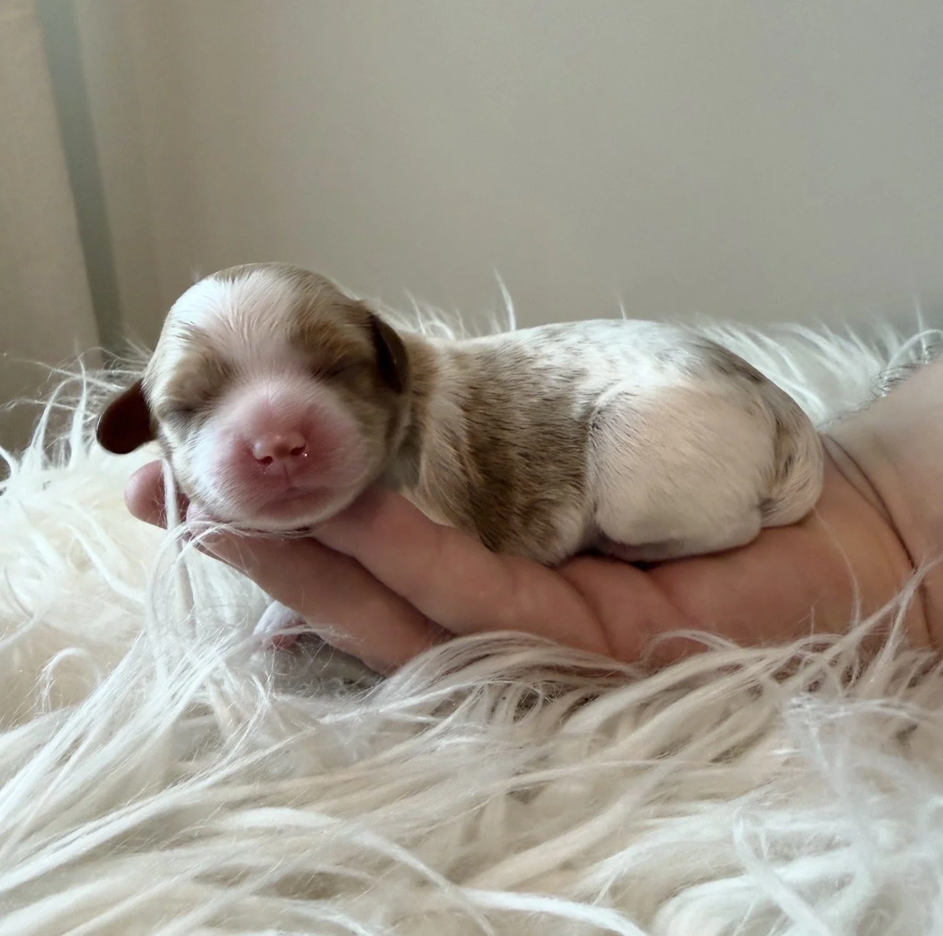 Marshmellow - Female - $4,000 - SOLD