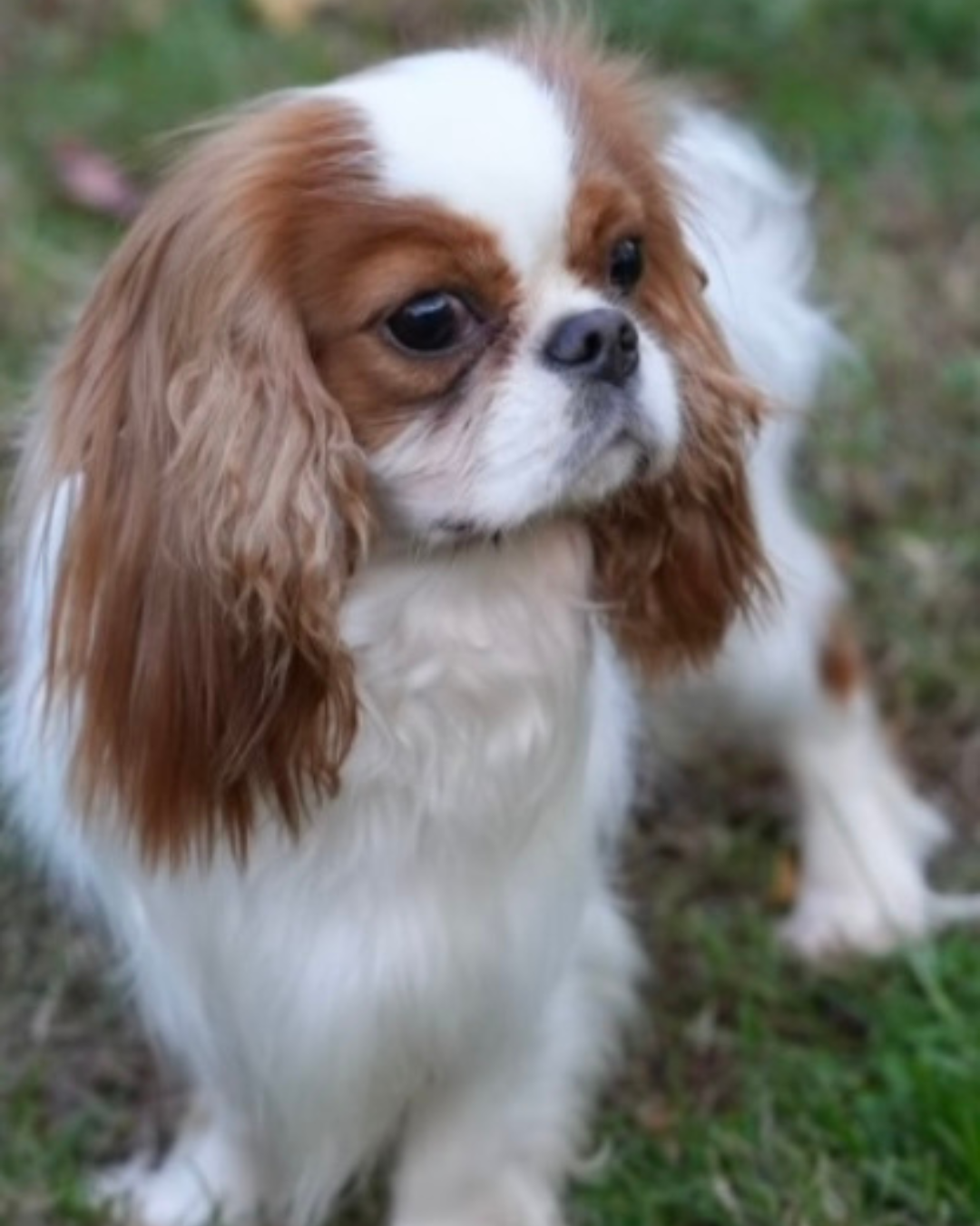 Meet Tommy, owned by the fabulous Hyde Park Cavaliers, one of our exceptional purebred King Charles Cavalier sires at Reedy River Doodles. With his rich red (Ruby) coat, expressive eyes, and gentle expression, Tommy embodies the classic beauty and el