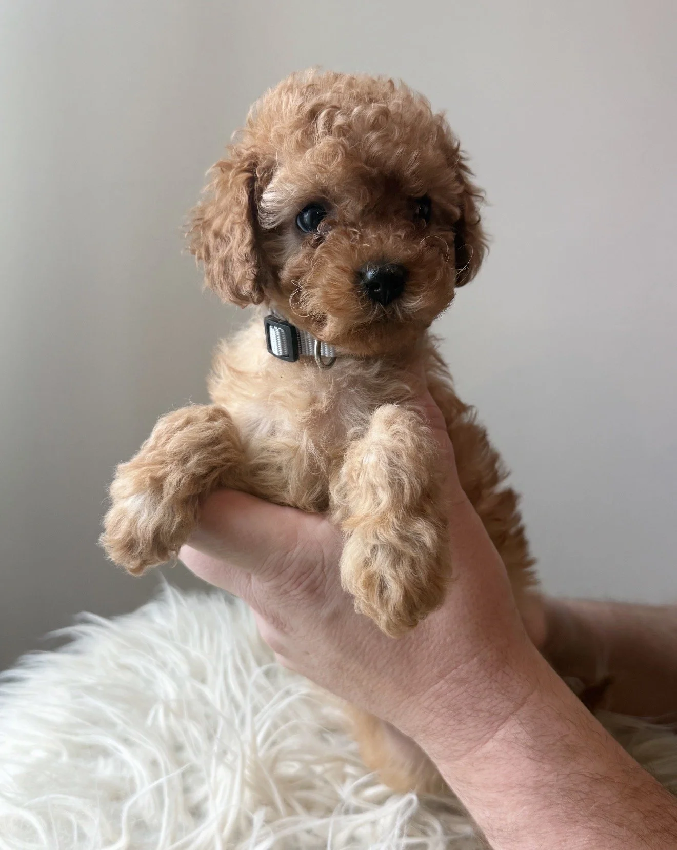 Sugar Plum - Female - $3,500 - SOLD