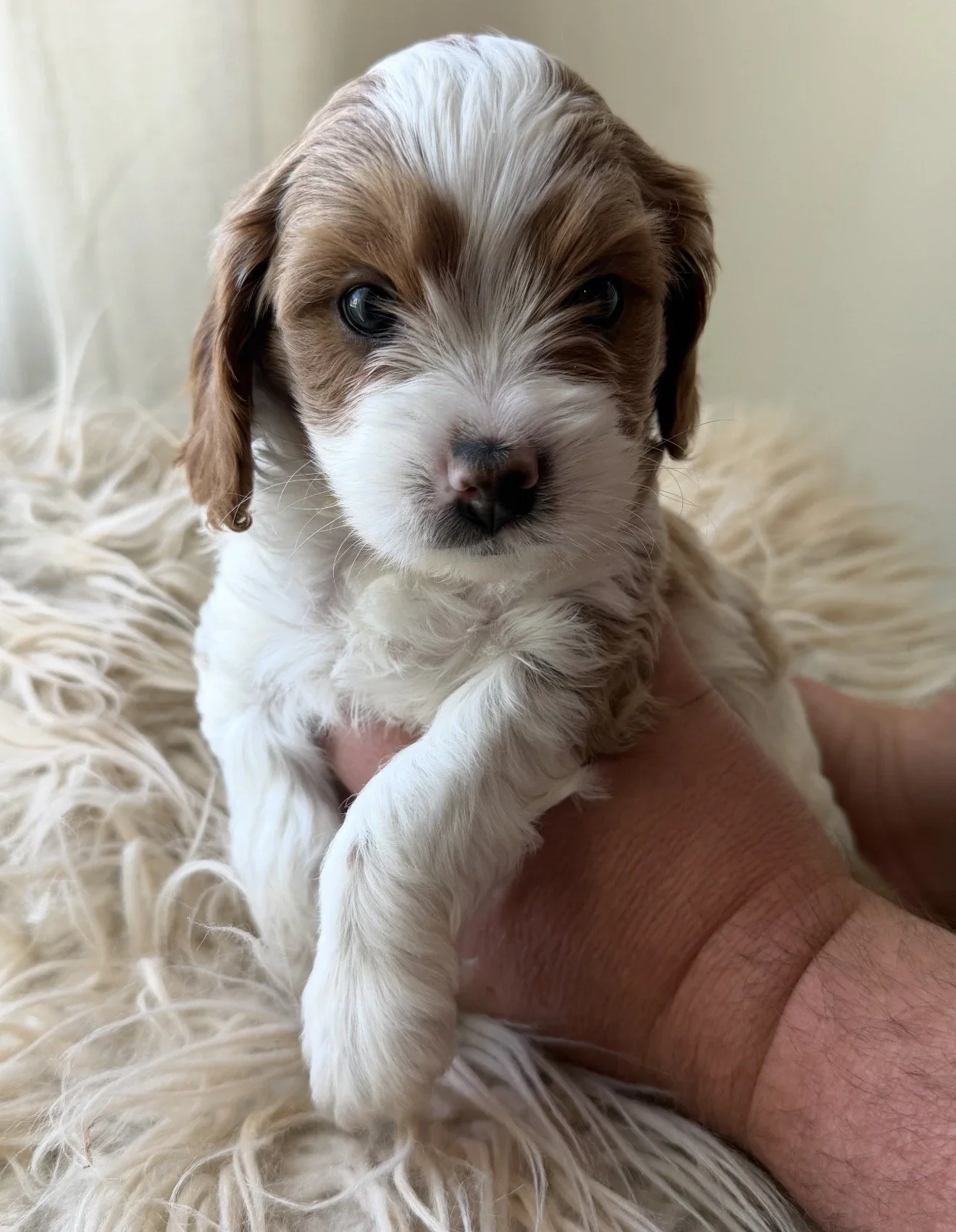 Cadbury - Male - $4,000 - Sold