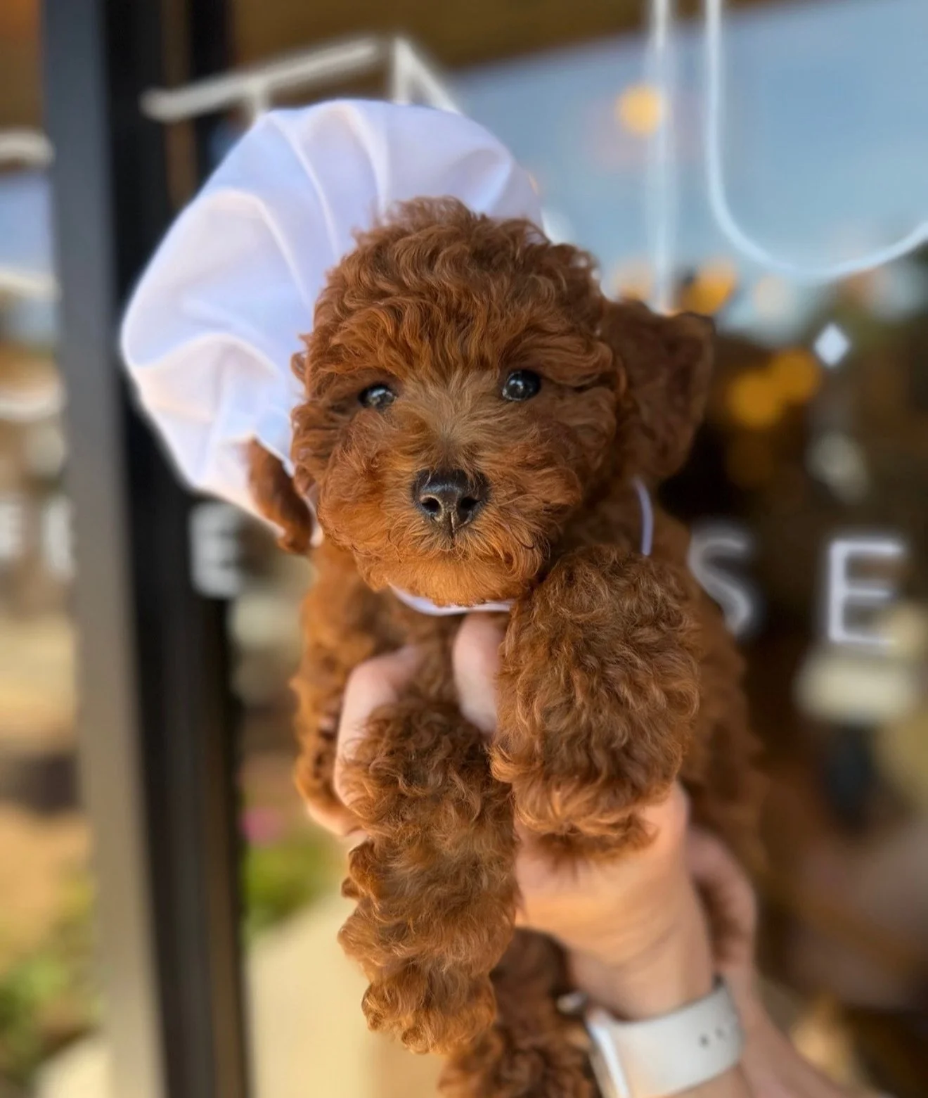 Meet Remi, our stunning full-blooded red Miniature Poodle at Reedy River Doodles. With her rich red coat, elegant build, and bright, intelligent expression, Remi perfectly represents the beauty and refinement of the Poodle breed.

Remi has a loving, 