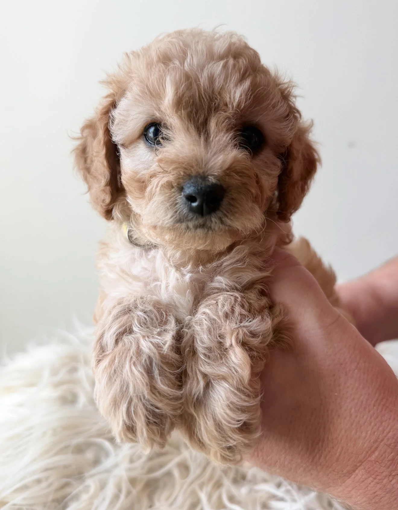 Poppy - Girl - $3,000 - SOLD