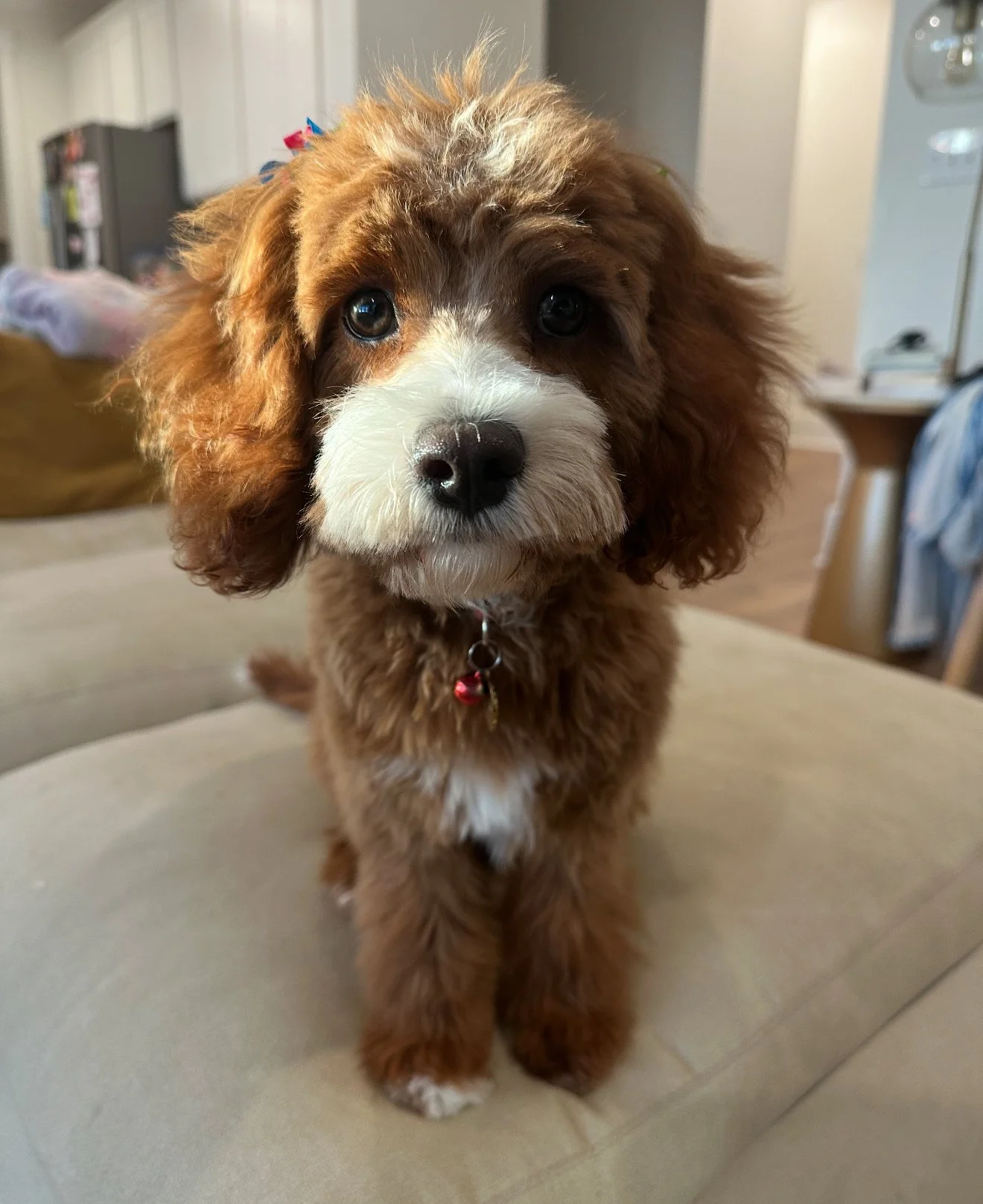 Meet Biscotti, a lovely F1 Cavapoo and an important part of our breeding program at Reedy River Doodles. With her sweet expression and gentle presence, Biscotti brings warmth, charm, and a nurturing spirit to every space she’s in.

Biscotti has a lov