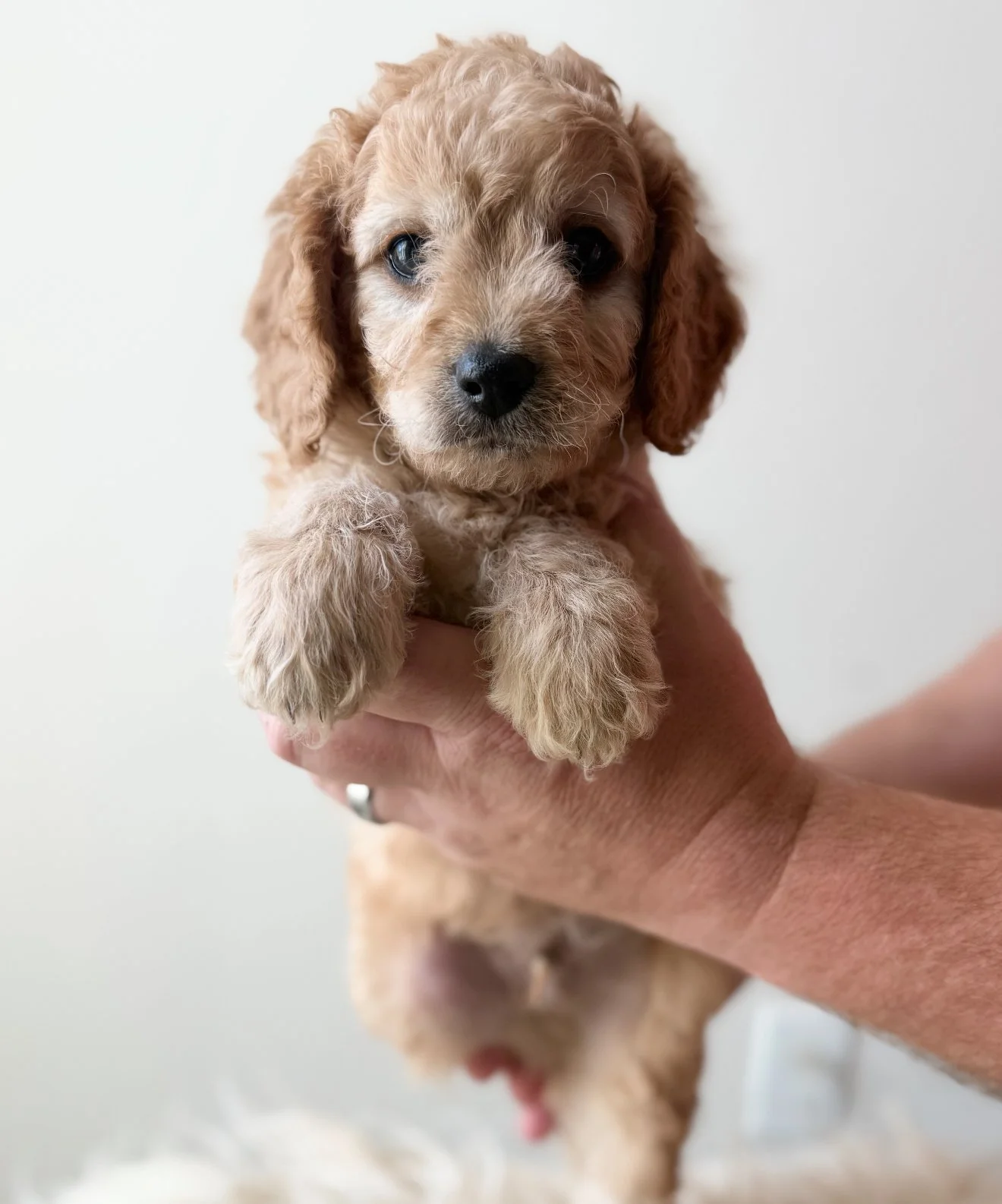 Fiyero - Boy - $3,000 - SOLD