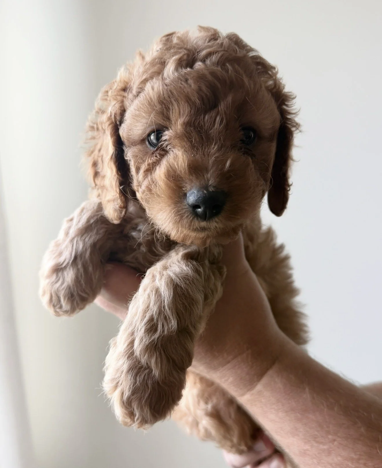 Stripe - Boy - $3,000  - SOLD