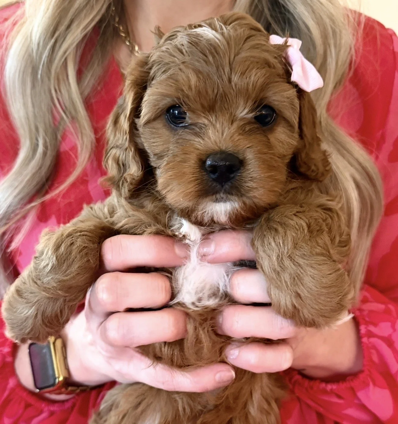 Bunny - Female - $4,000 - SOLD