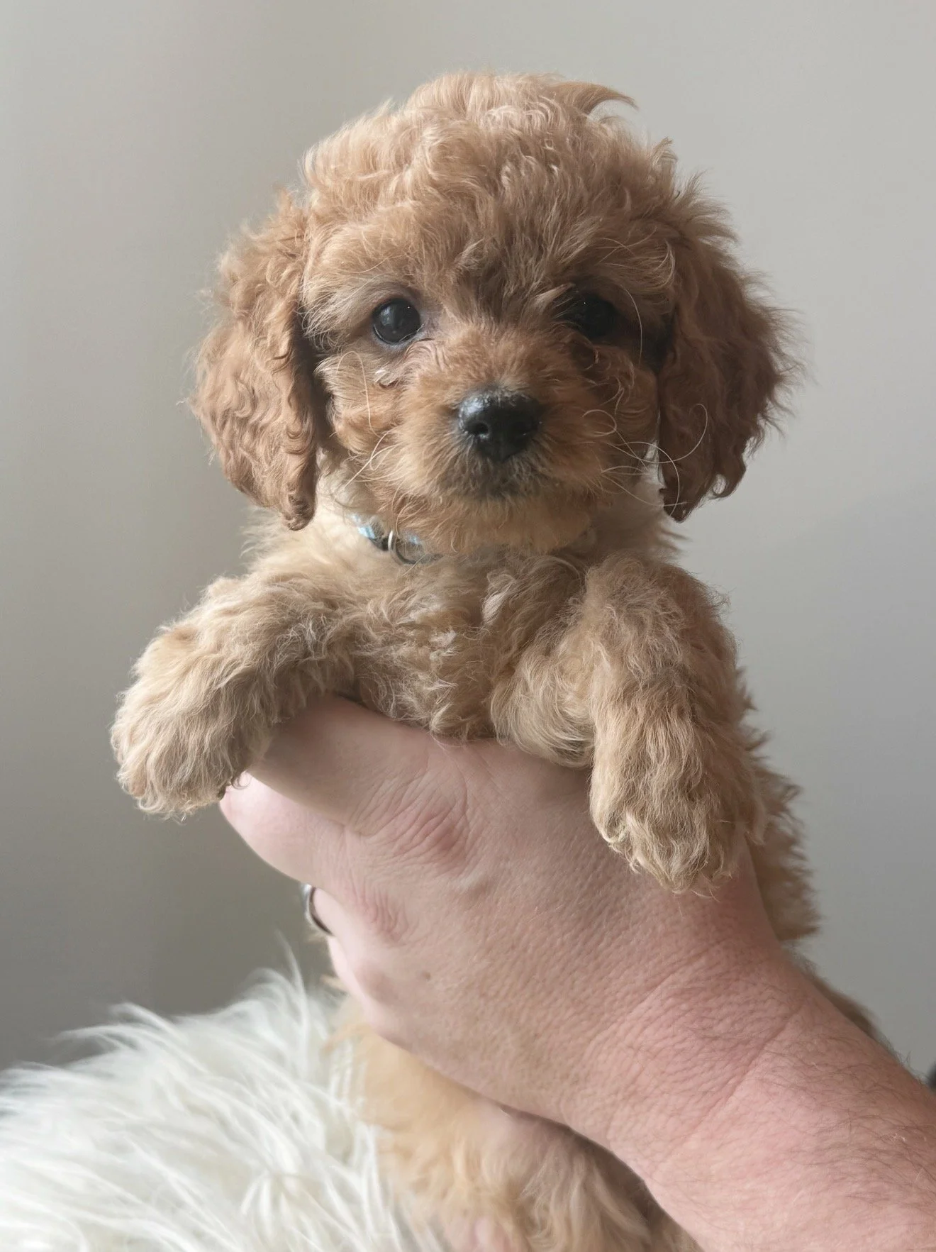 Cavalier- Male - $3,500 - SOLD