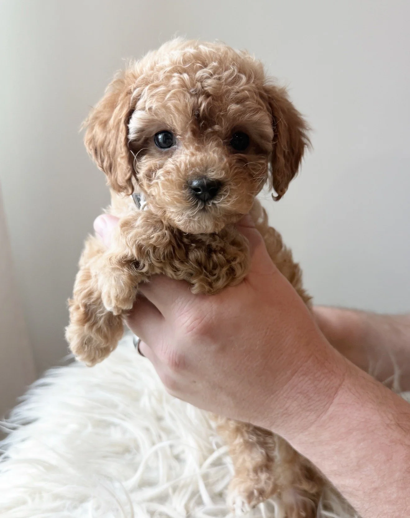 Fritz - Male - $3,500 - SOLD