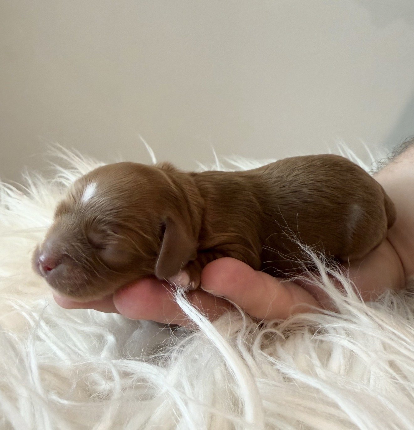 Bunny - Female - $4,000 - SOLD