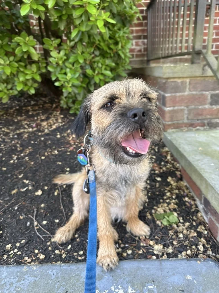Dog smiling and sitting while on a dog walk in Providence, RI 