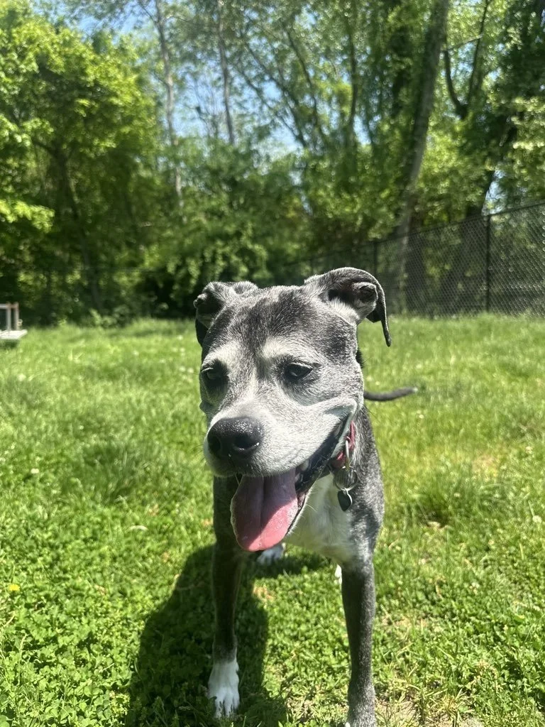 Dog smiling on green grass on a dog walk in Providence, RI