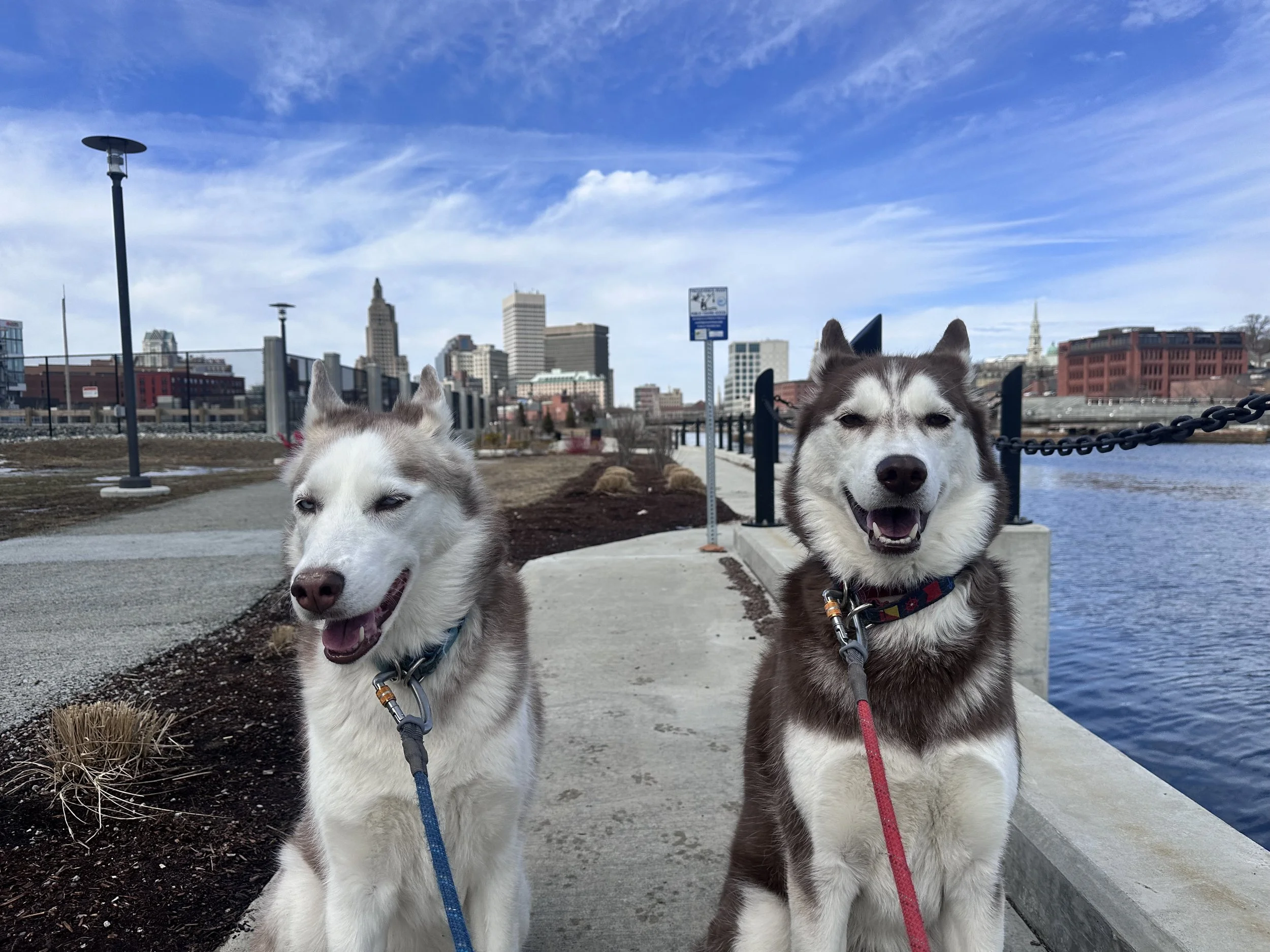 Two huskies smiling with the Providence skyline behind them while on a dog walking excursion in Providence, RI