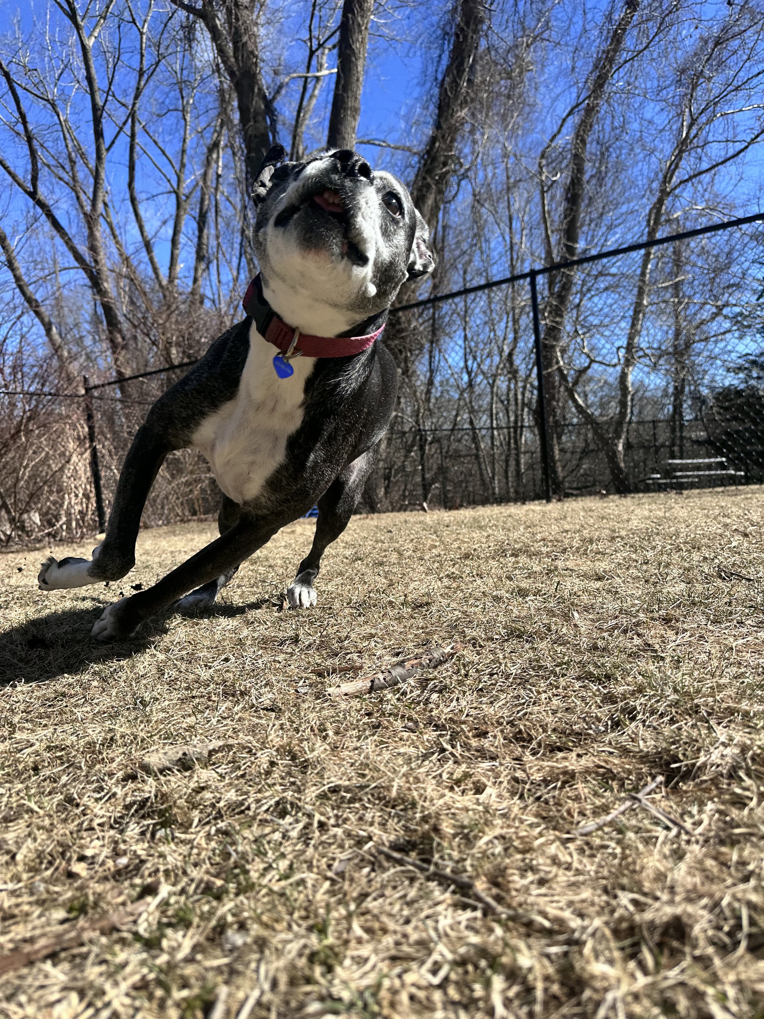 og getting the zoomies 