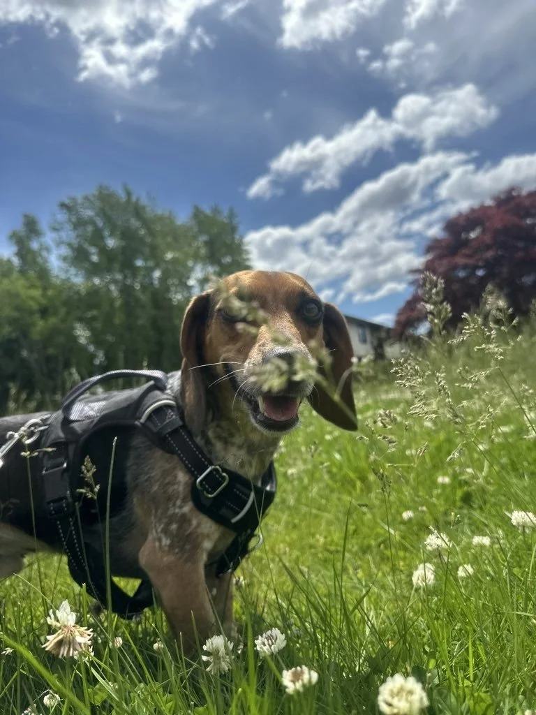 Small dog hiding behind the wildflowers on a dog walking excursion in Providence, RI